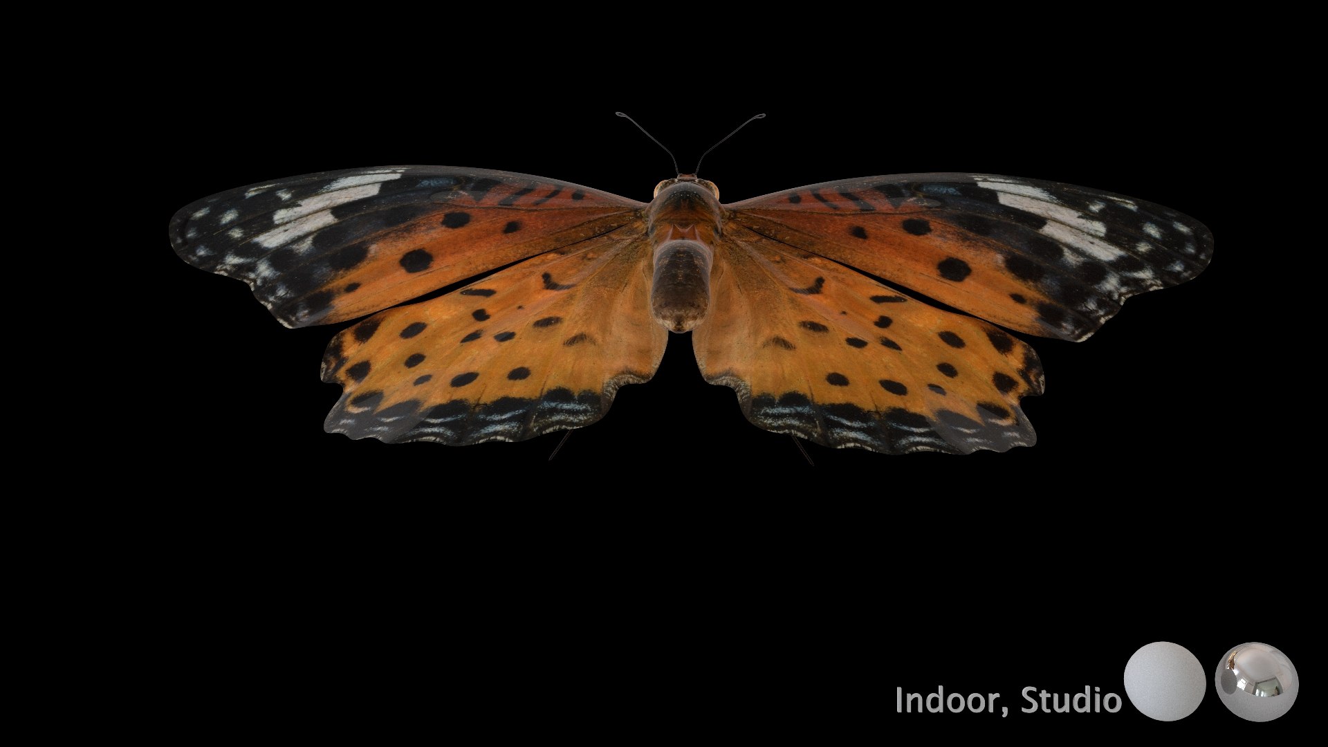 3D Rigged fritillary model https://p.turbosquid.com/ts-thumb/L2/CQUFtJ/5T/011/jpg/1673604316/1920x1080/fit_q87/45a60e1fa09b380a62c1a77628cd371c79f2813e/011.jpg