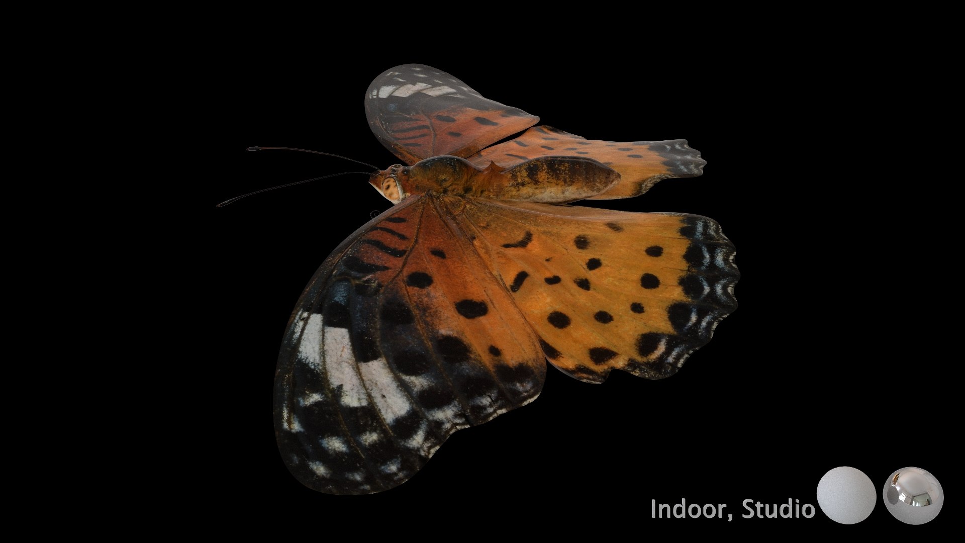3D Rigged fritillary model https://p.turbosquid.com/ts-thumb/L2/CQUFtJ/9s/008/jpg/1673604314/1920x1080/fit_q87/bb1c75fe49778f6727960a17ad90de1e0a33c979/008.jpg