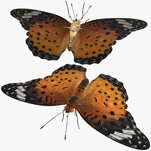 3D Rigged fritillary model