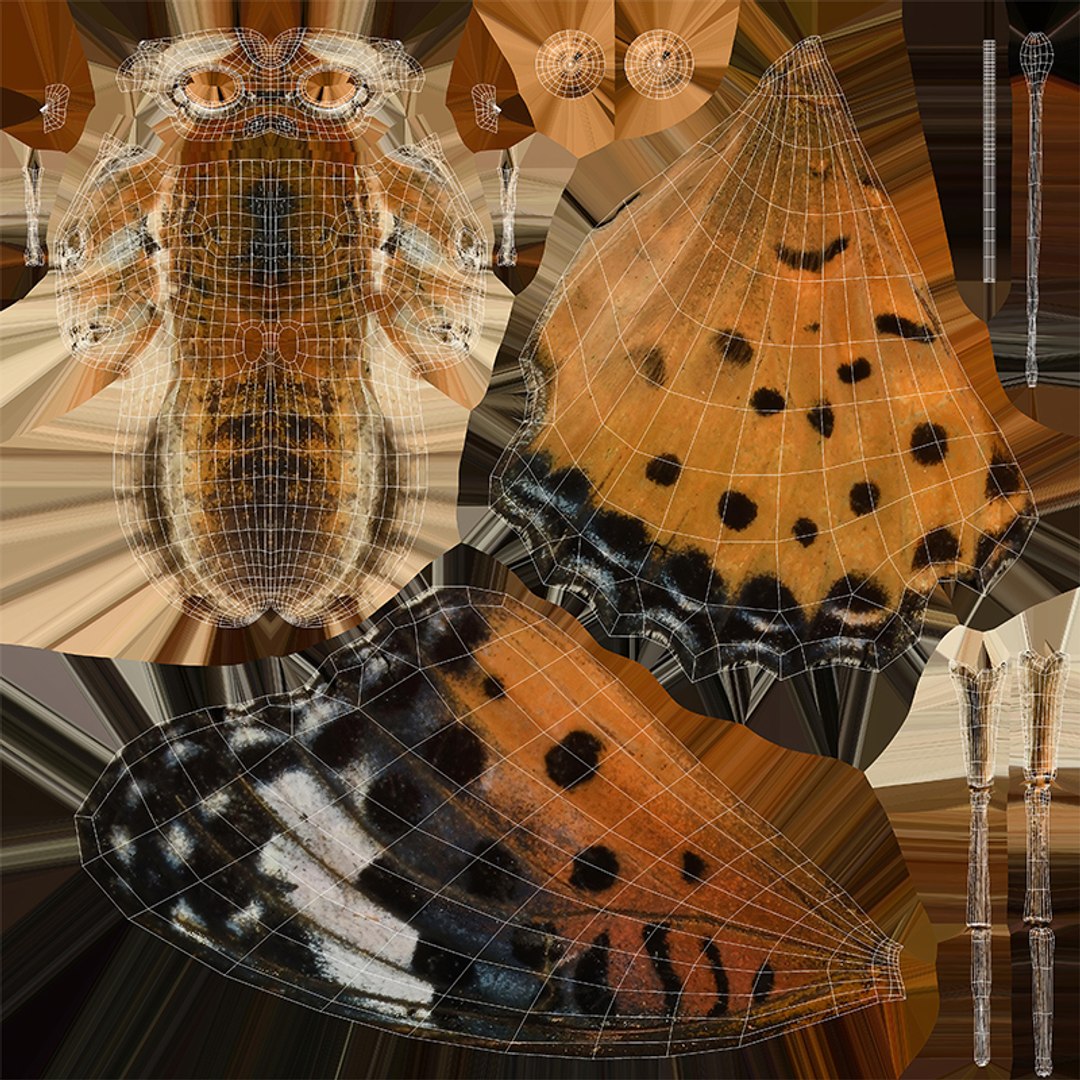3D Rigged fritillary model https://p.turbosquid.com/ts-thumb/L2/CQUFtJ/AN/028/jpg/1673604326/1920x1080/fit_q87/44b6abdc8847e5ac5f995d25d264f8cafe806c12/028.jpg