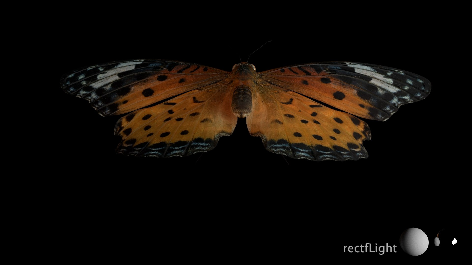 3D Rigged fritillary model https://p.turbosquid.com/ts-thumb/L2/CQUFtJ/DI/023/jpg/1673604323/1920x1080/fit_q87/884e261932fb1eb651959fe71d3b73e3e4be8216/023.jpg