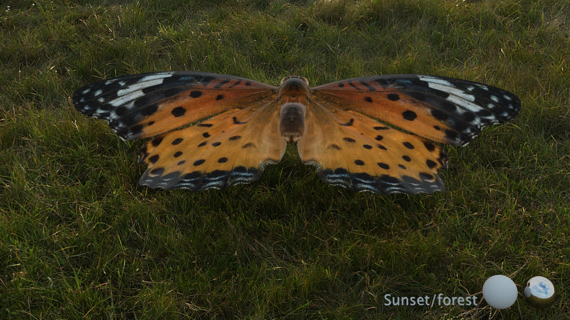 3D Rigged fritillary model https://p.turbosquid.com/ts-thumb/L2/CQUFtJ/Dh/005/jpg/1673604312/1920x1080/fit_q87/e2eacf30847fd440f74bd38c342b919815431bbd/005.jpg