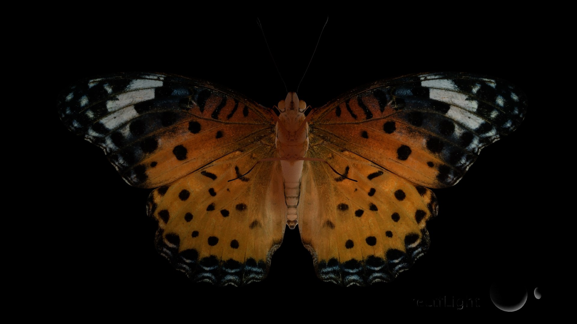 3D Rigged fritillary model https://p.turbosquid.com/ts-thumb/L2/CQUFtJ/IH/025/jpg/1673604325/1920x1080/fit_q87/3018aa36016387eb6b25632335416f95d3736662/025.jpg