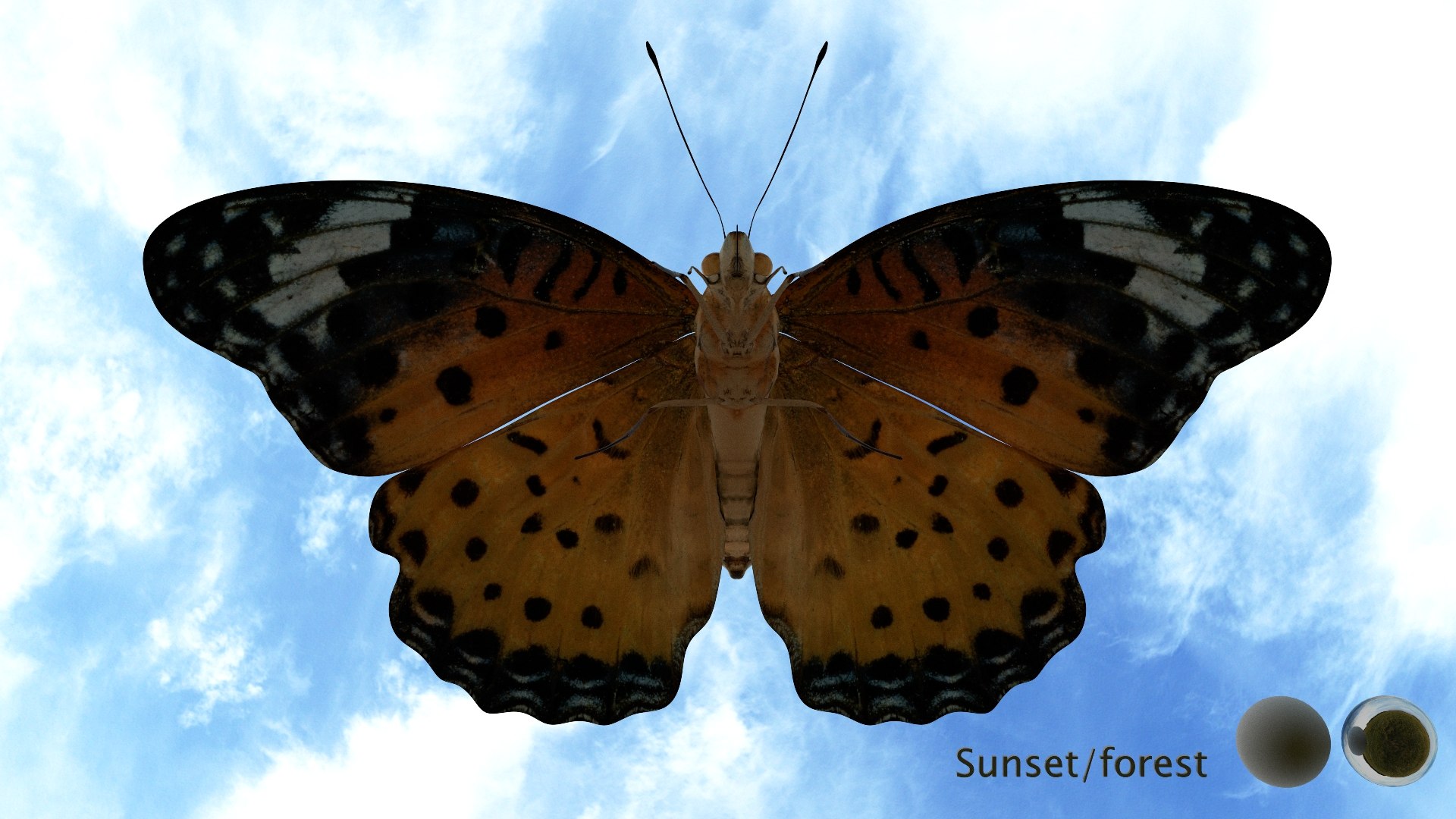 3D Rigged fritillary model https://p.turbosquid.com/ts-thumb/L2/CQUFtJ/Ne/007/jpg/1673604314/1920x1080/fit_q87/38417d7e6fbe7810a2cc042099220888c21a8ec1/007.jpg