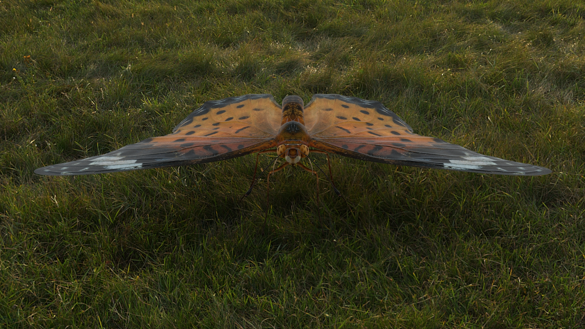 3D Rigged fritillary model https://p.turbosquid.com/ts-thumb/L2/CQUFtJ/PS/fritillary/jpg/1673604354/1920x1080/turn_fit_q99/8a95b9da7410562fcff68139ca9e94b5660a155b/fritillary-1.jpg