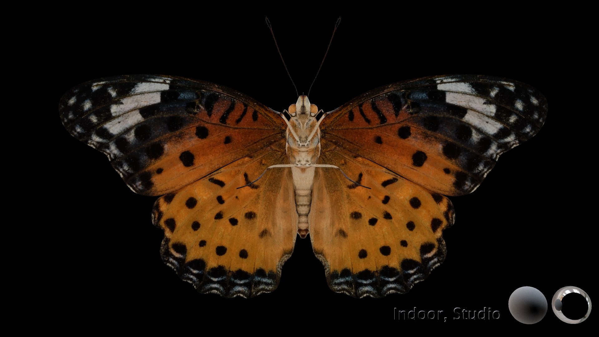 3D Rigged fritillary model https://p.turbosquid.com/ts-thumb/L2/CQUFtJ/Tk/013/jpg/1673604317/1920x1080/fit_q87/68966c0196d3ac1c5b3ac33646c32a27932efd1e/013.jpg