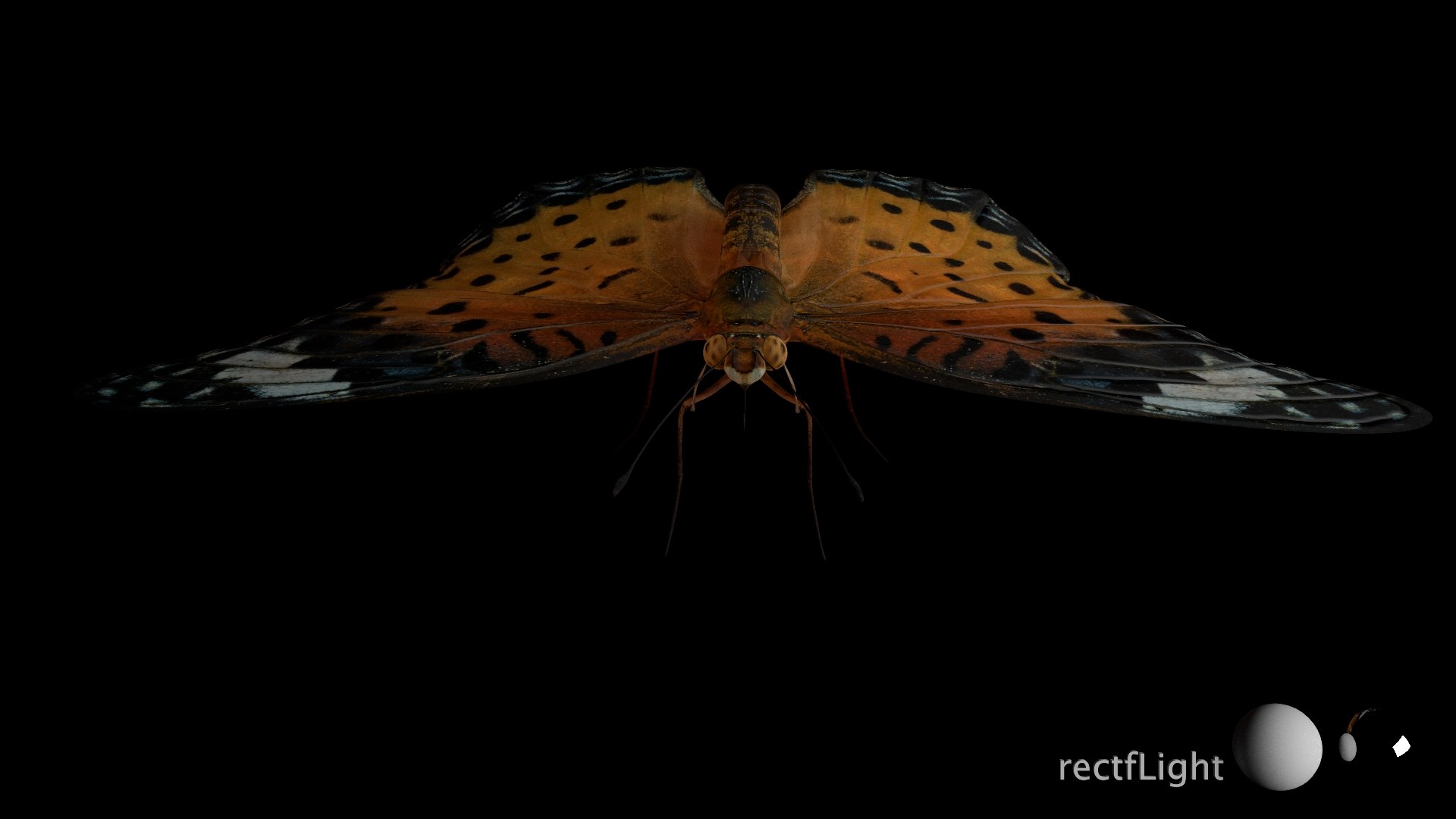 3D Rigged fritillary model https://p.turbosquid.com/ts-thumb/L2/CQUFtJ/YG/022/jpg/1673604322/1920x1080/fit_q87/f8fa909cb795a10e90727749d6d279bb4fa1af3a/022.jpg