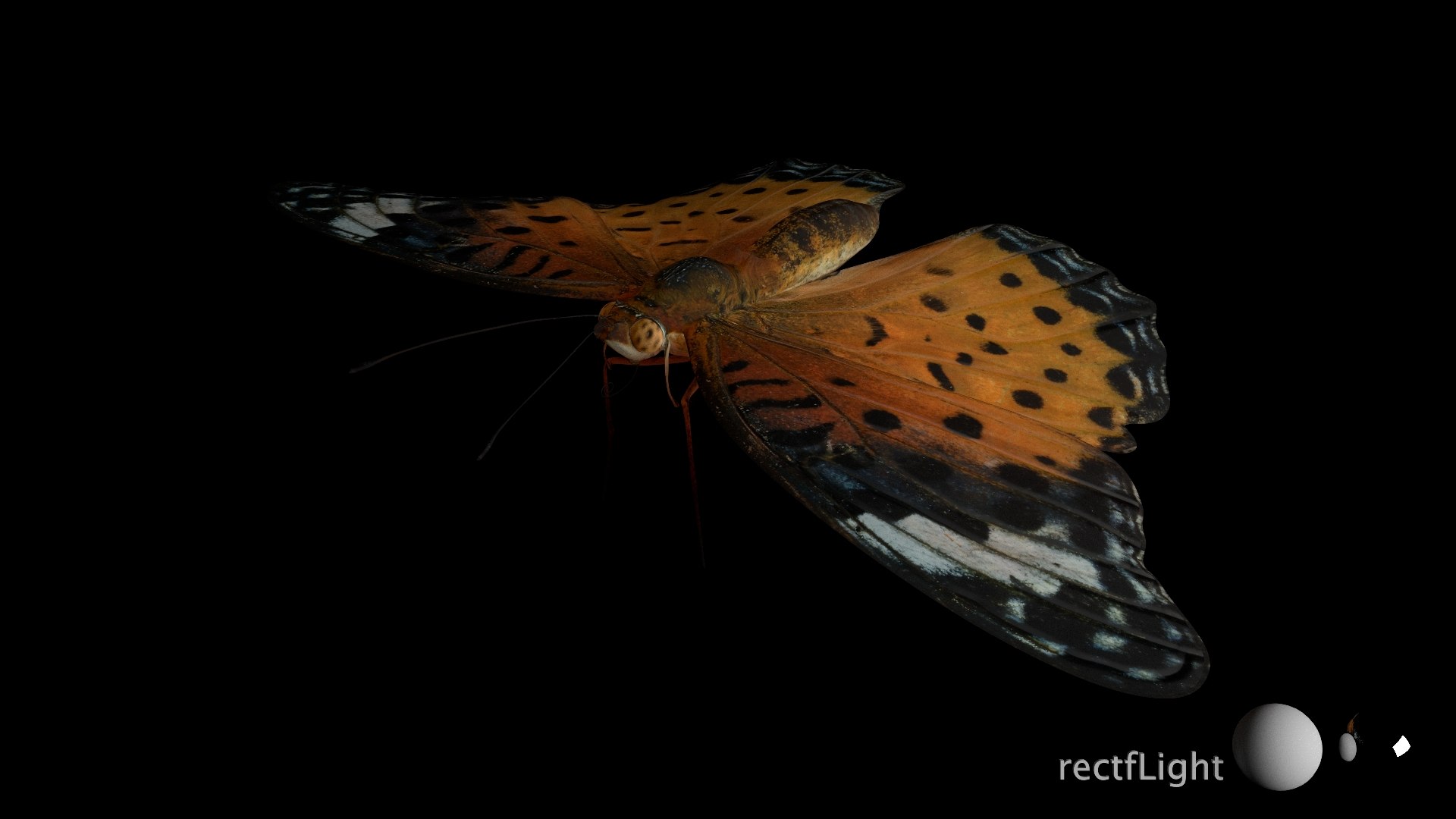 3D Rigged fritillary model https://p.turbosquid.com/ts-thumb/L2/CQUFtJ/Zy/021/jpg/1673604321/1920x1080/fit_q87/883e82c10333af1594aa42c919d03069416b230c/021.jpg