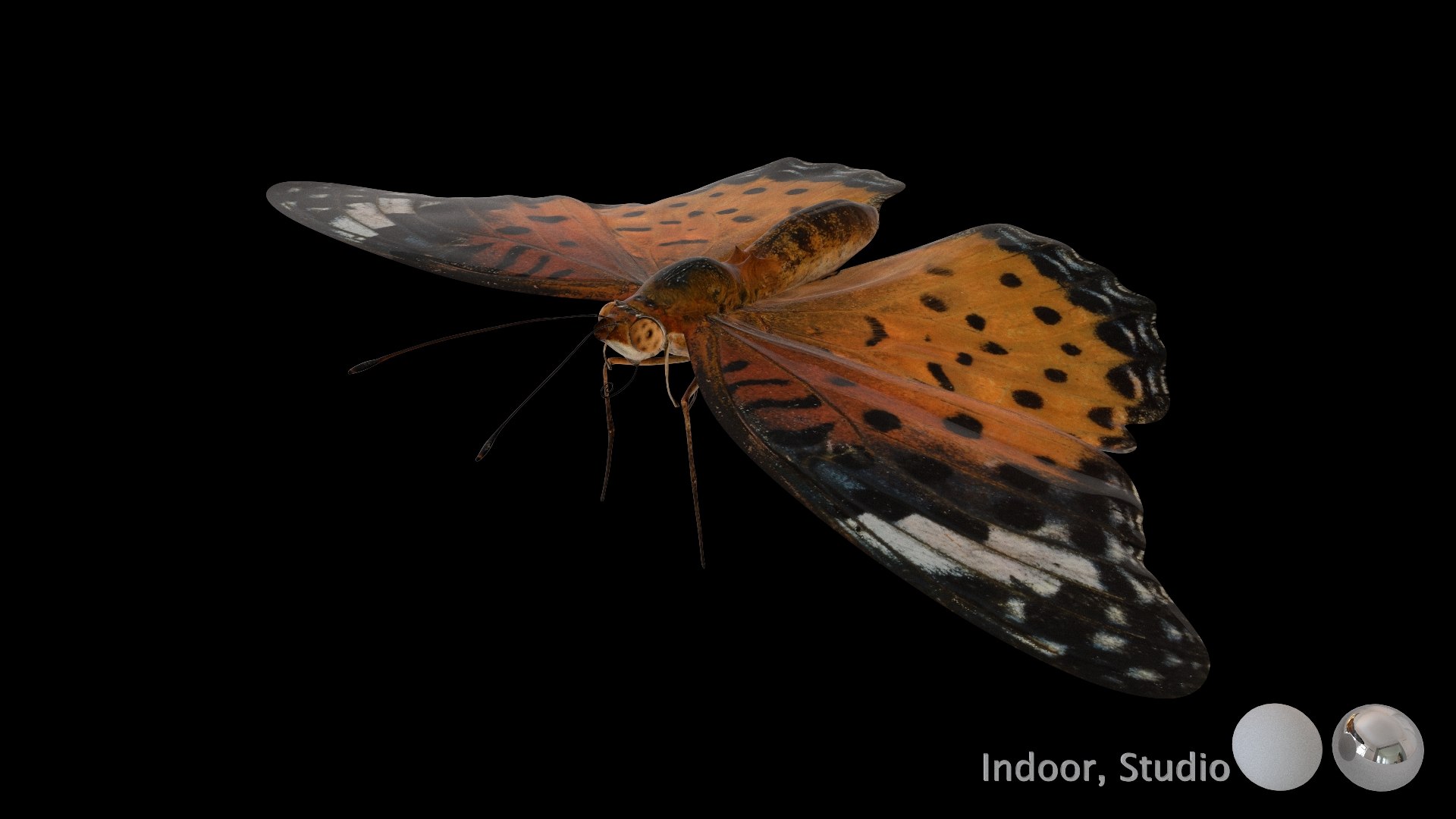 3D Rigged fritillary model https://p.turbosquid.com/ts-thumb/L2/CQUFtJ/fg/009/jpg/1673604314/1920x1080/fit_q87/eaab2fdd133a8138cdb03faa85e724d0cf6e4bf1/009.jpg