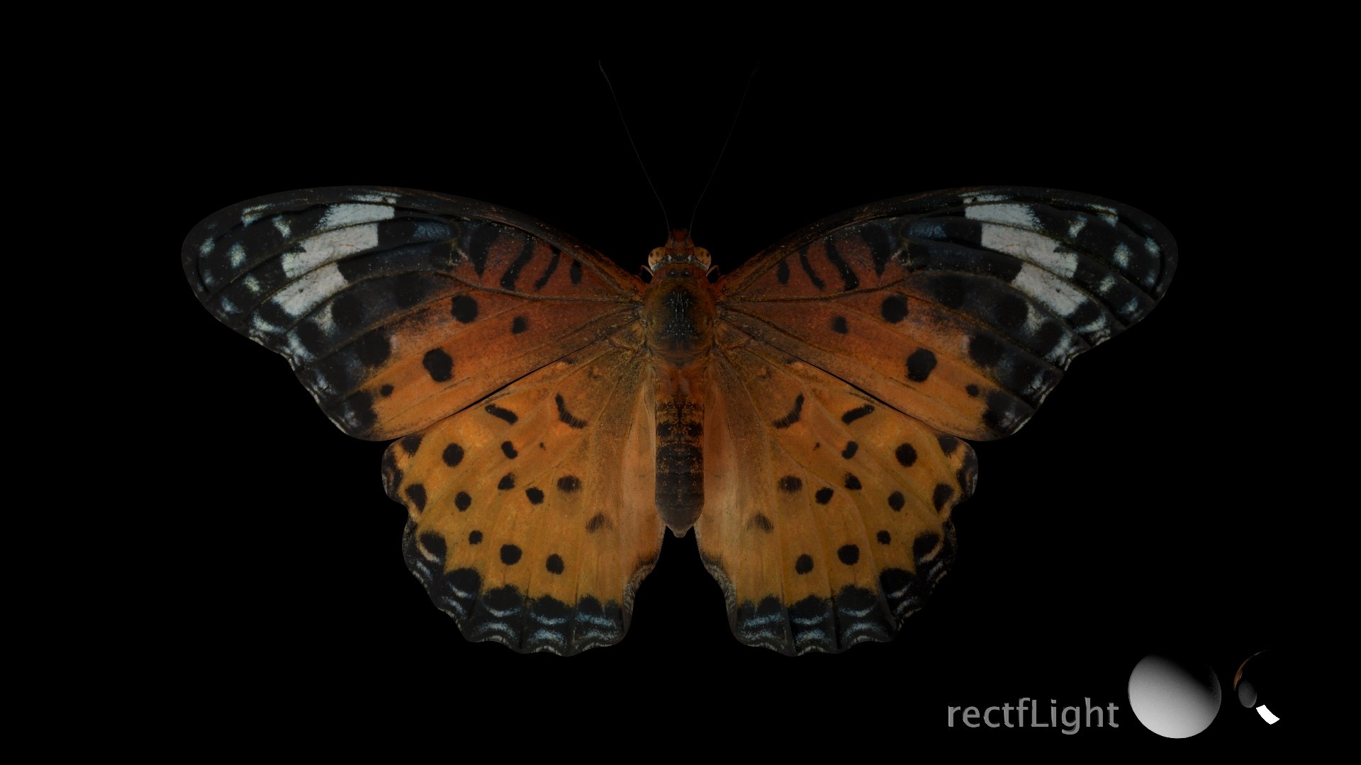 3D Rigged fritillary model https://p.turbosquid.com/ts-thumb/L2/CQUFtJ/kG/024/jpg/1673604324/1920x1080/fit_q87/25d2be6a9cf49f9e779d037ebf1e368a7da5dd9e/024.jpg