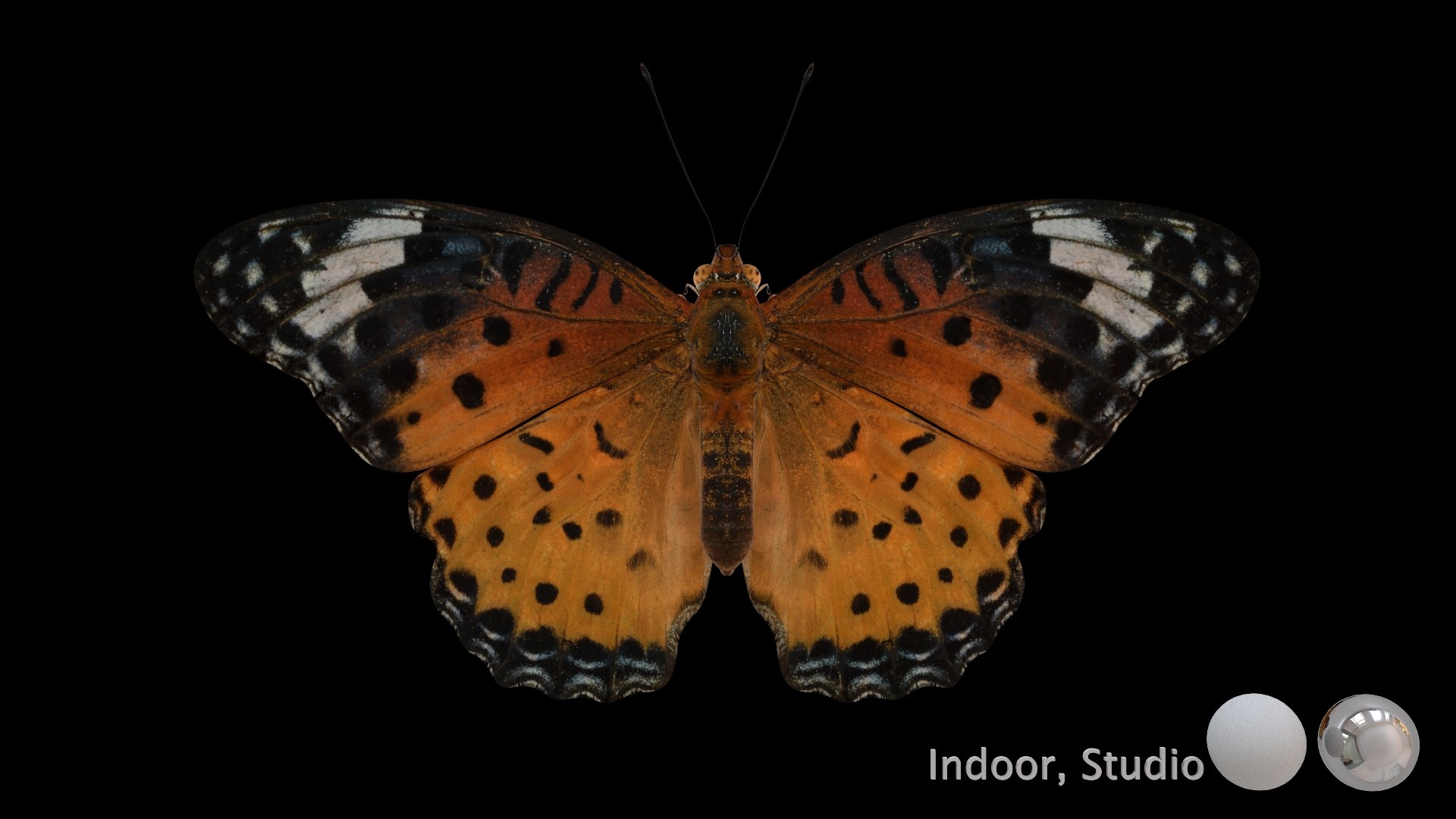 3D Rigged fritillary model https://p.turbosquid.com/ts-thumb/L2/CQUFtJ/yW/012/jpg/1673604316/1920x1080/fit_q87/df93f6ca0cc69973c53fdd43b08184317a6acff3/012.jpg