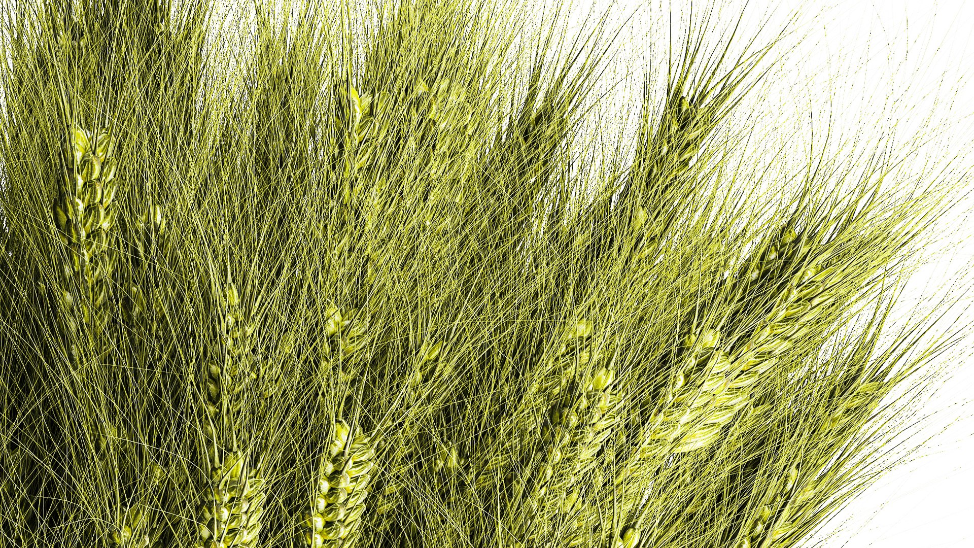 3D Green floral bouquet of wheat ears in a glass vase 610 https://p.turbosquid.com/ts-thumb/L2/PTjSaK/4V/1bouquetwheat250806/jpg/1756305585/1920x1080/fit_q87/72f5e4d14d85a2d973618f1a812ffafc52e02336/1bouquetwheat250806.jpg