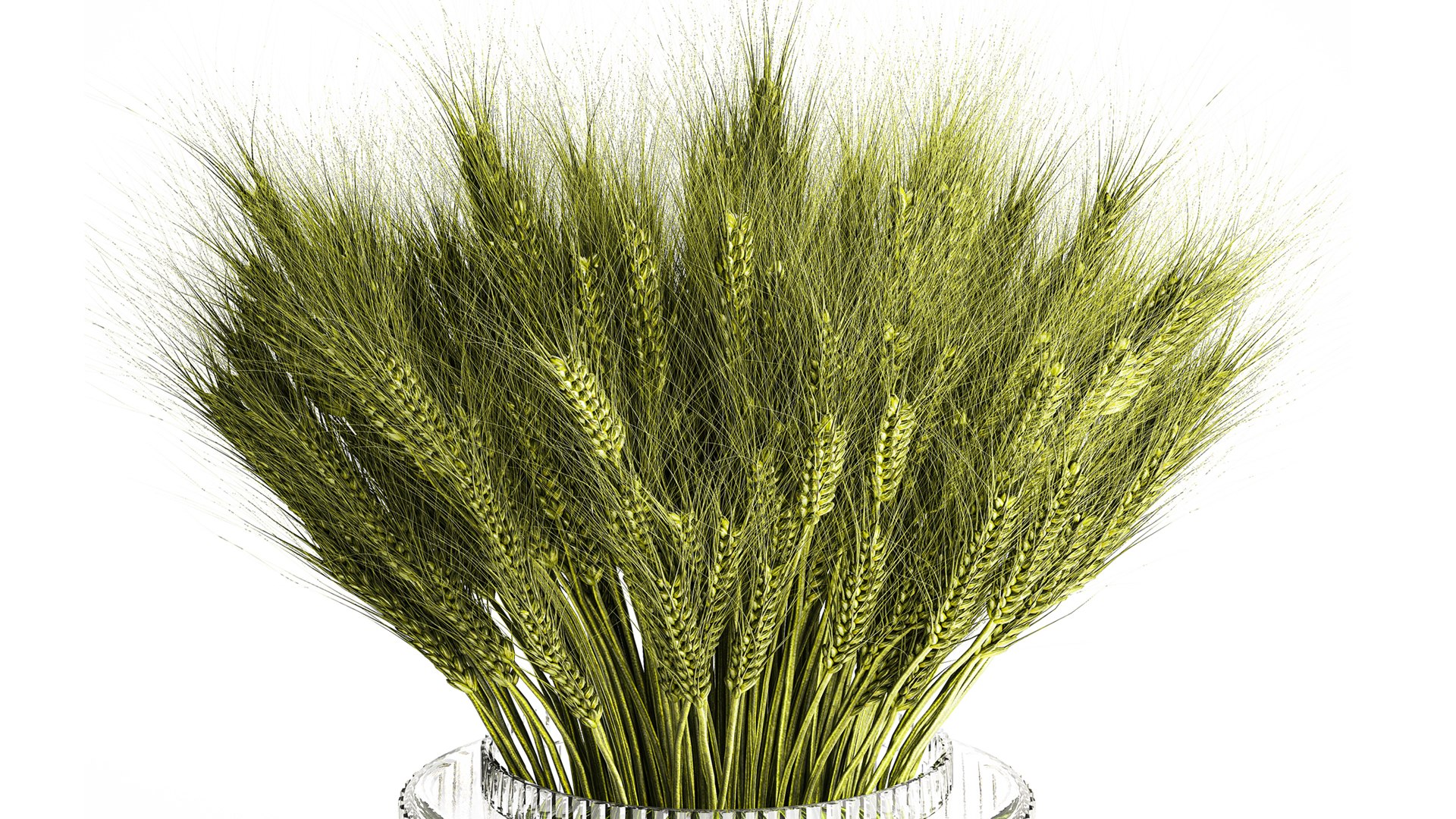 3D Green floral bouquet of wheat ears in a glass vase 610 https://p.turbosquid.com/ts-thumb/L2/PTjSaK/9t/1bouquetwheat250803/jpg/1756305582/1920x1080/fit_q87/e7c4b788723724ad7bb3a94d8bac80ab67101386/1bouquetwheat250803.jpg