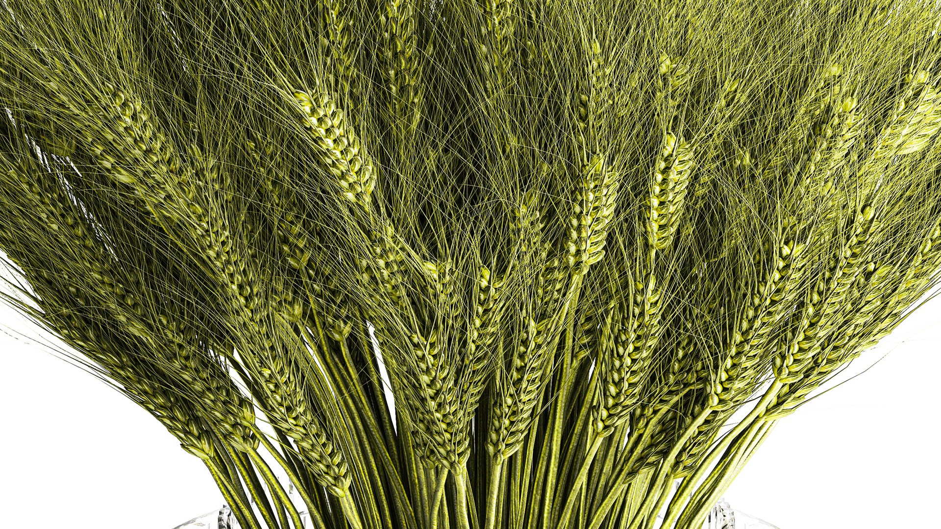 3D Green floral bouquet of wheat ears in a glass vase 610 https://p.turbosquid.com/ts-thumb/L2/PTjSaK/Ln/1bouquetwheat250804/jpg/1756305585/1920x1080/fit_q87/c27499cb93178444b49e63e8ffbf2c219284a165/1bouquetwheat250804.jpg