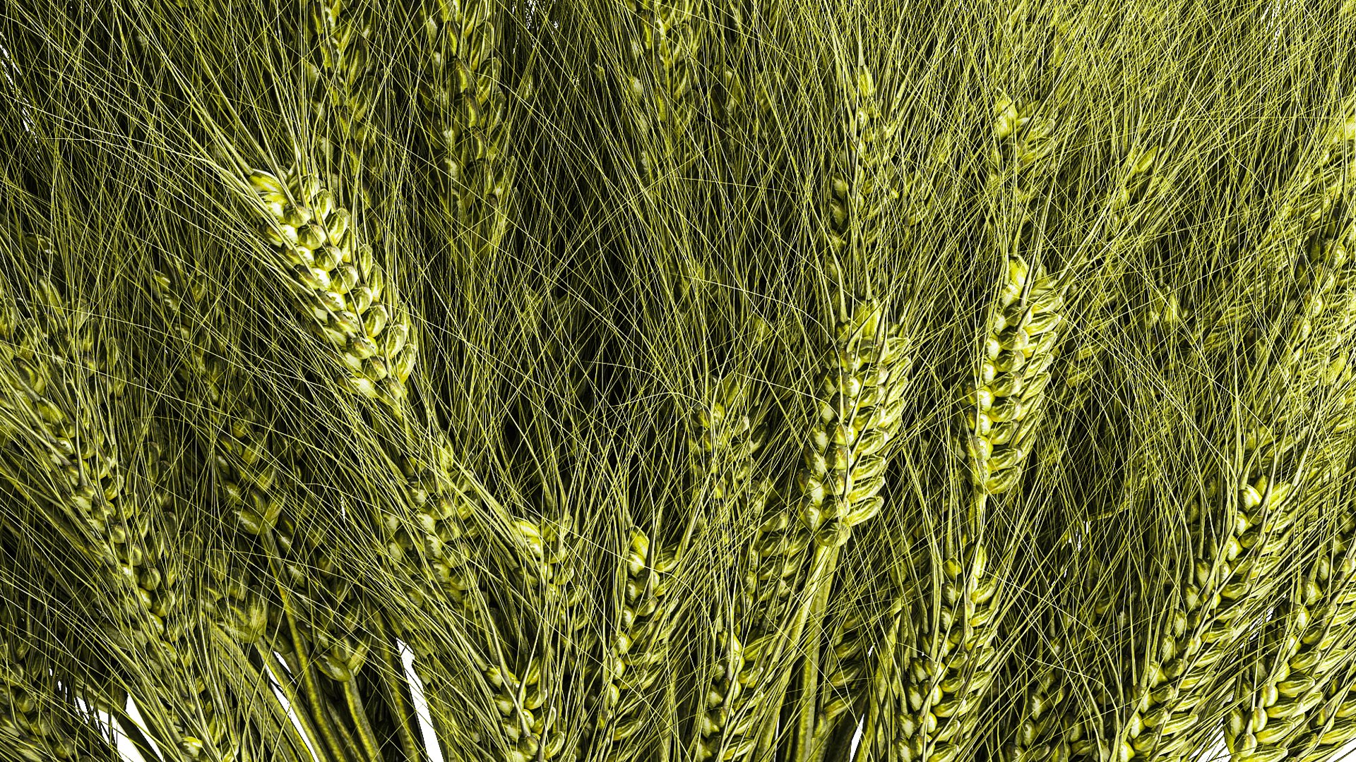 3D Green floral bouquet of wheat ears in a glass vase 610 https://p.turbosquid.com/ts-thumb/L2/PTjSaK/zx/1bouquetwheat250805/jpg/1756305585/1920x1080/fit_q87/e059550e49e00dd14788aa8e3958d62508e93d00/1bouquetwheat250805.jpg