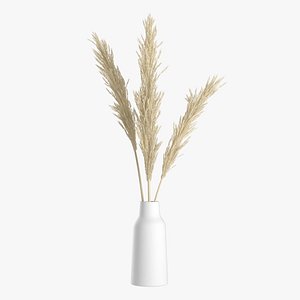 3D Dried pampas grass in vase