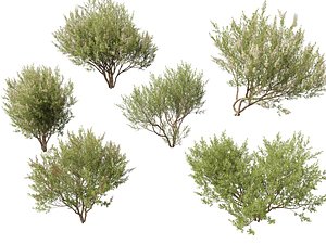 HighpolyLow Poly Lawsonia Inermis - Henna Tree 3D model