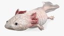 Axolotl Albino Rigged for Maya