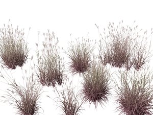 Andropogon gerardii - Big bluestem grass 01 3D model