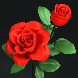 roses flower max