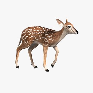 fawn animation 3d model