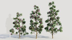 Rhododendron ponticum d 3D model