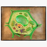 Plant Cell Model