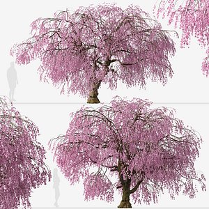 Set of Weeping Higan Cherry or Prunus subhirtella Pendula Trees