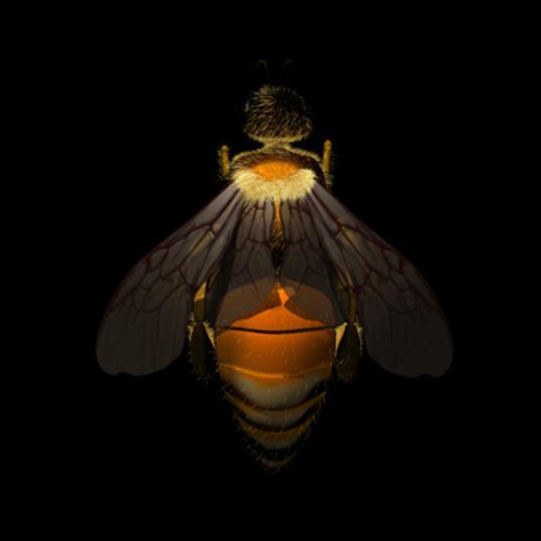 maya bee https://p.turbosquid.com/ts-thumb/L3/acm8bE/1ZFEwf42/beetop/jpg/1166653579/1920x1080/fit_q87/1d625cbf7c295228f3ae01e877c089d3a64e1517/beetop.jpg