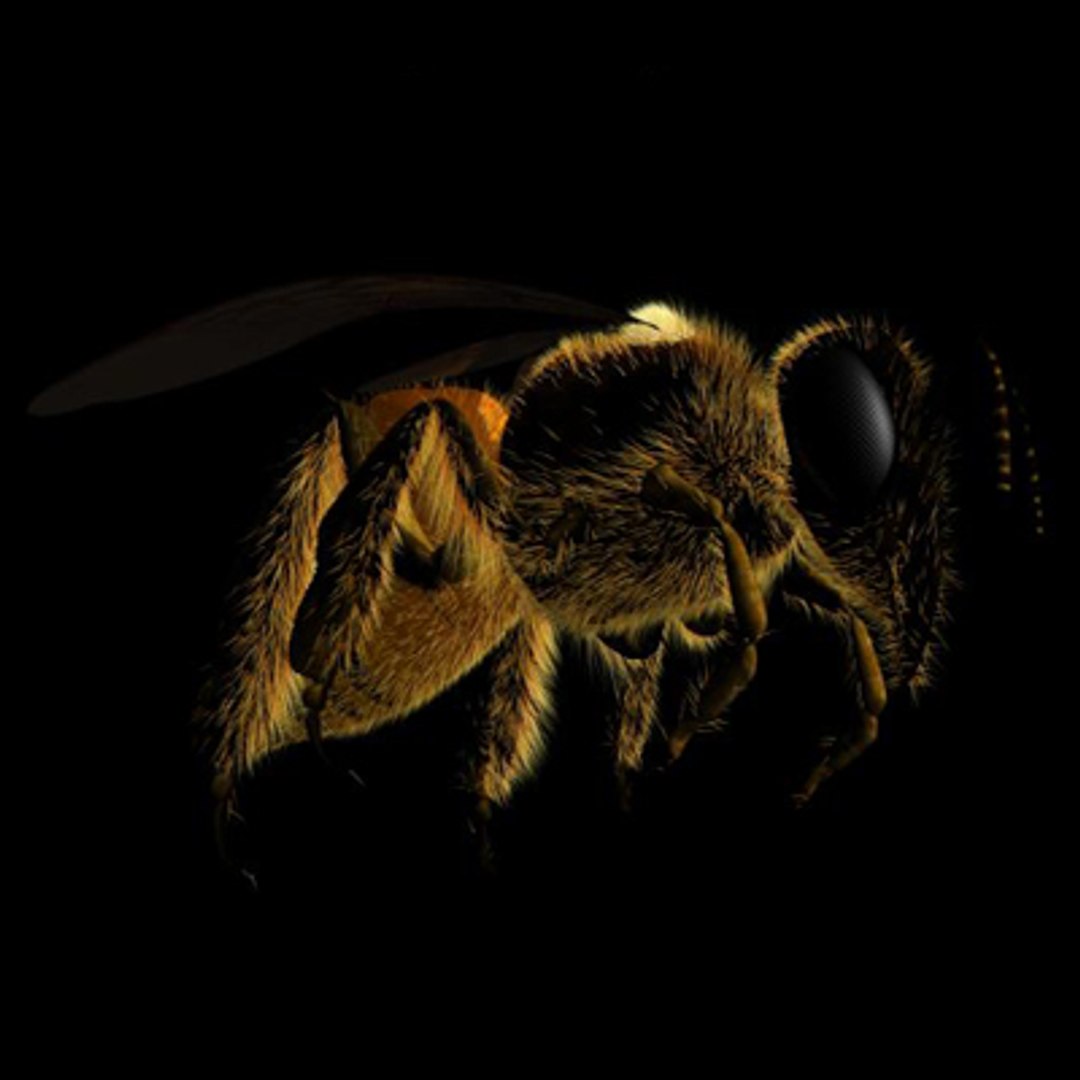 maya bee https://p.turbosquid.com/ts-thumb/L3/acm8bE/OpVLs43C/beeside/jpg/1166653315/1920x1080/fit_q87/f250ed04620b0ab74c5a58e2ae0ec480432a0ce8/beeside.jpg
