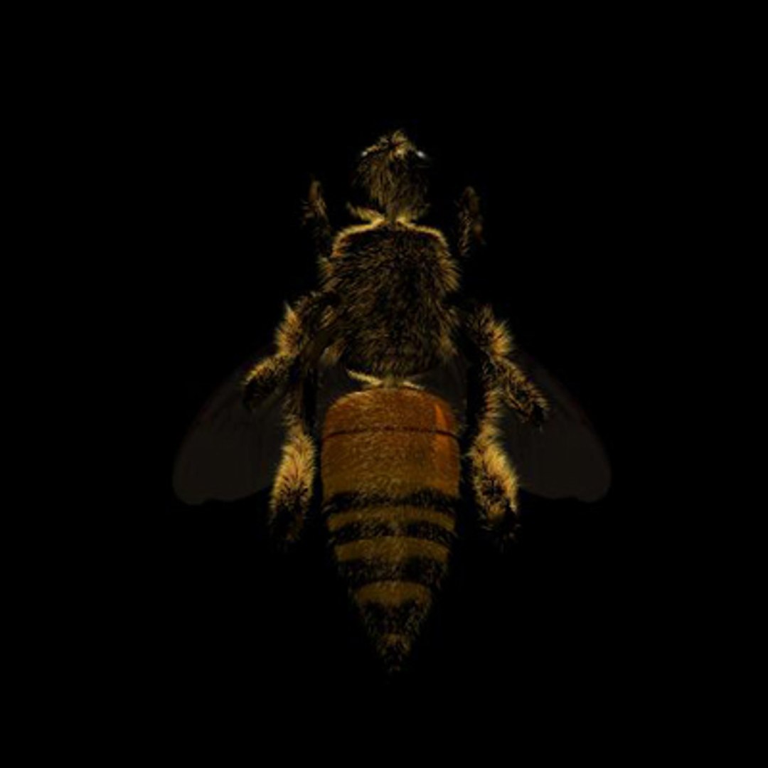 maya bee https://p.turbosquid.com/ts-thumb/L3/acm8bE/XCTHnKQG/beebottom/jpg/1166653221/1920x1080/fit_q87/62ff2e190472a92f49a307801bbd98d78cc5c96d/beebottom.jpg