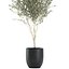 decorative olive tree black 3D model