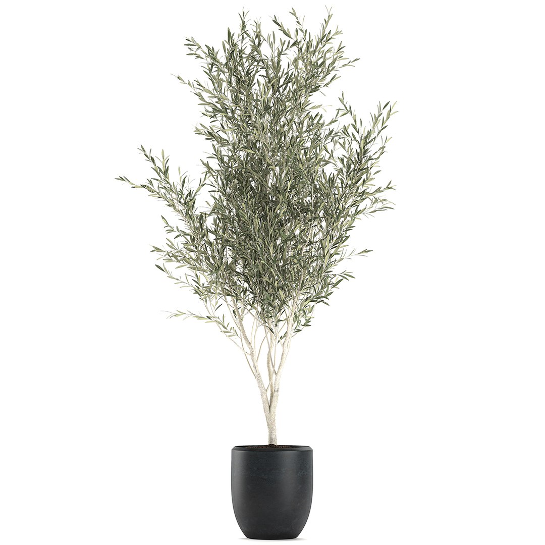 decorative olive tree black 3D model https://p.turbosquid.com/ts-thumb/L3/bdxlf2/e7PEt67J/oliva21072020xl01/jpg/1595609238/1920x1080/fit_q87/2cb6d7b7052859d22394d33d8f633eb1dc7fbb8d/oliva21072020xl01.jpg