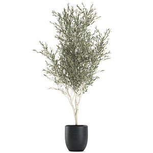 Decorative olive tree in a black flowerpots 647