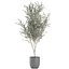 decorative olive tree black 3D model