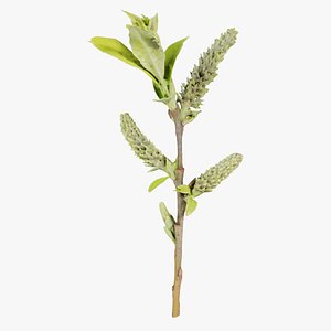 Salix Hastata Halberd Willow Salicaceae Sprout Remastered 3D model