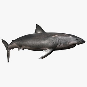 3d realistic shark rigged white