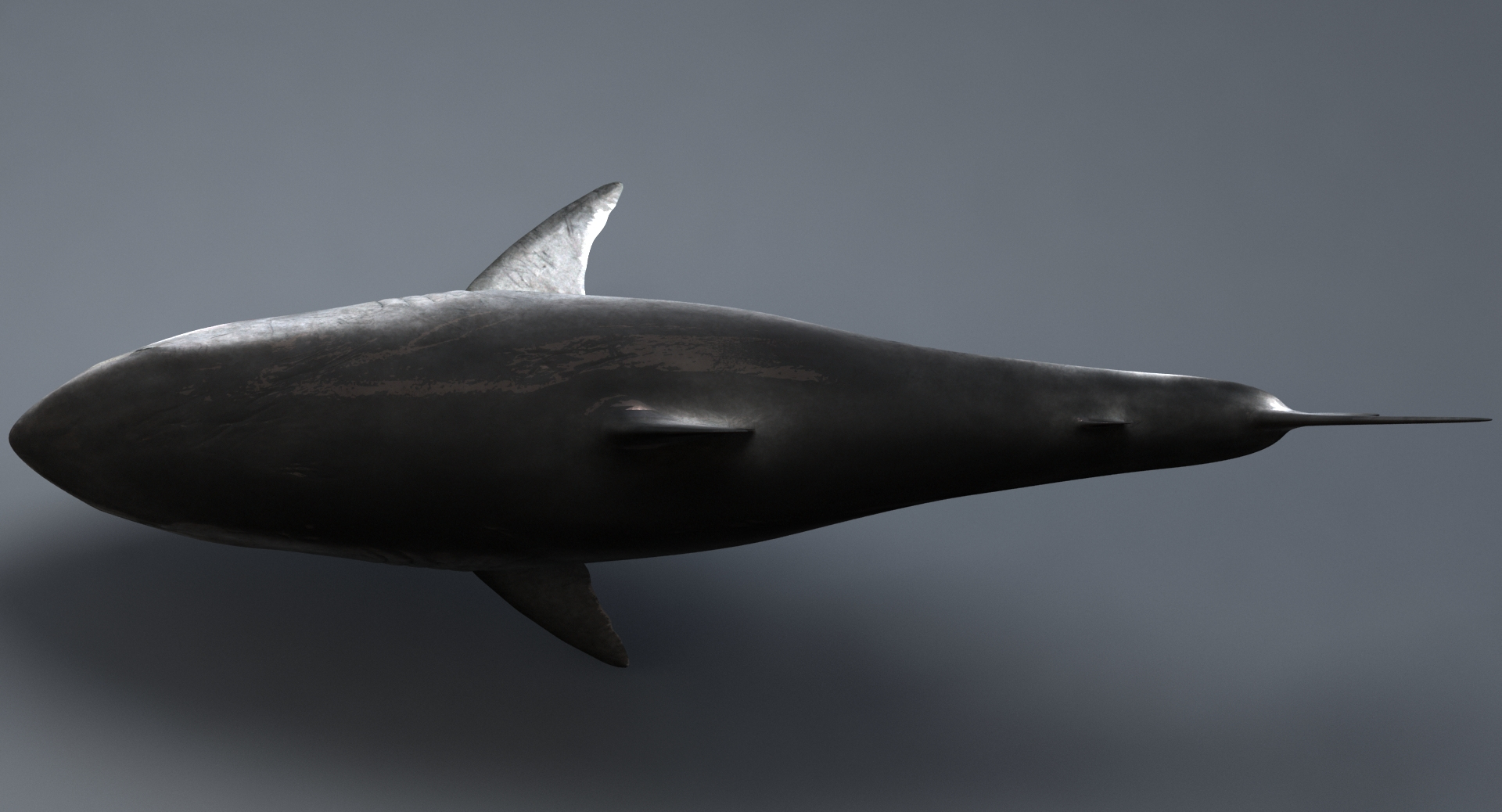 3d realistic shark rigged white