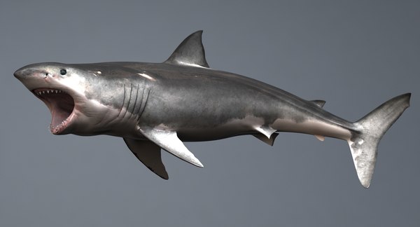 3d realistic shark rigged white