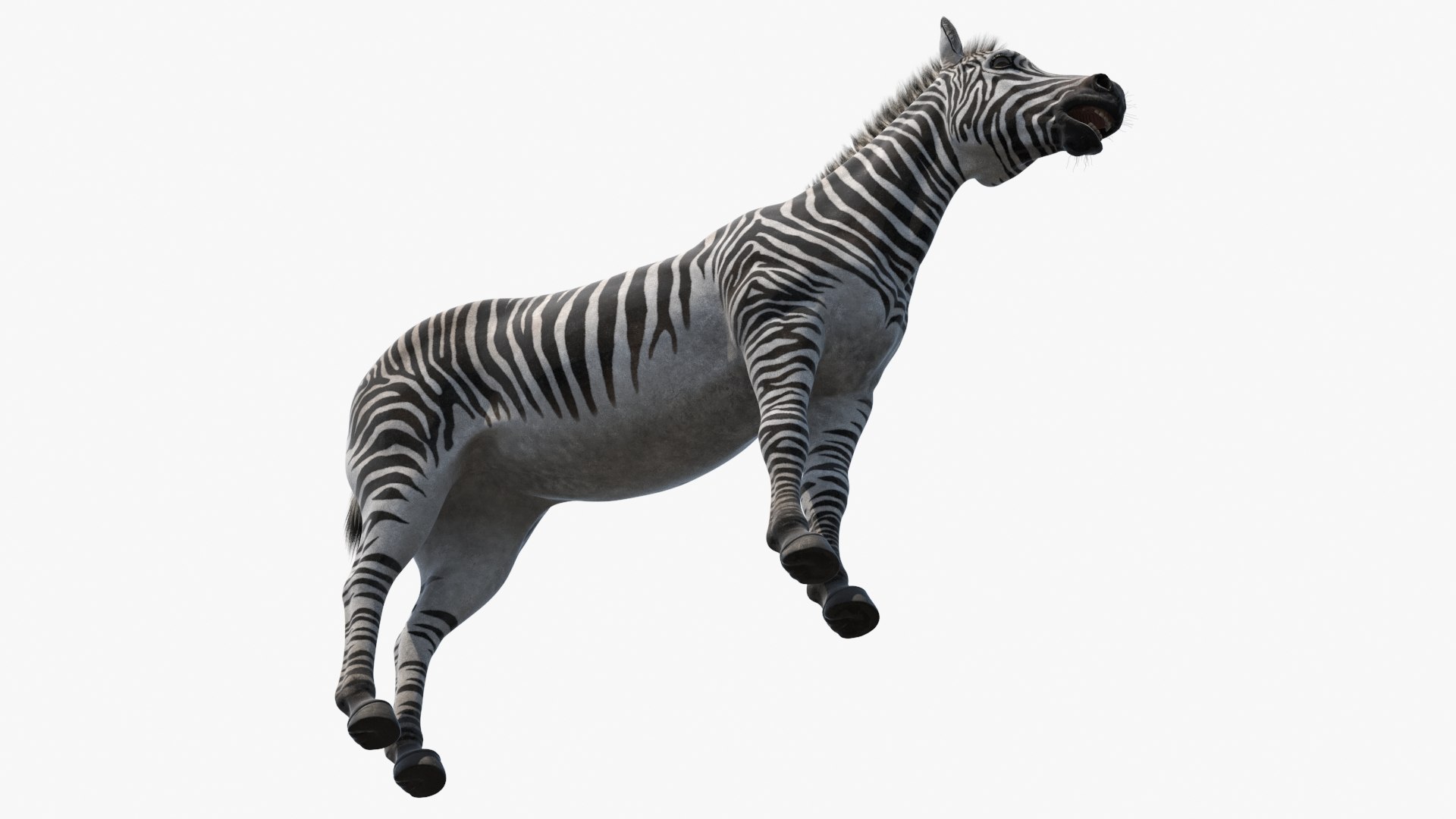 3D African Zebra Fur for Cinema 4D https://p.turbosquid.com/ts-thumb/L4/1Fcv95/0c/african_zebra_fur_008/jpg/1742871826/1920x1080/fit_q87/cd3ec48c71831497cabac715f8a4e8df20439aad/african_zebra_fur_008.jpg