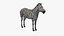African Zebra Fur for Cinema 4D