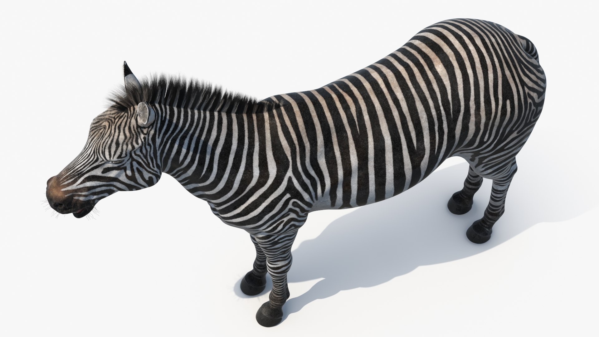 3D African Zebra Fur for Cinema 4D https://p.turbosquid.com/ts-thumb/L4/1Fcv95/84/african_zebra_fur_007/jpg/1742871822/1920x1080/fit_q87/c4c6e82830aa9393f82333d0b010cbdff5ce6161/african_zebra_fur_007.jpg