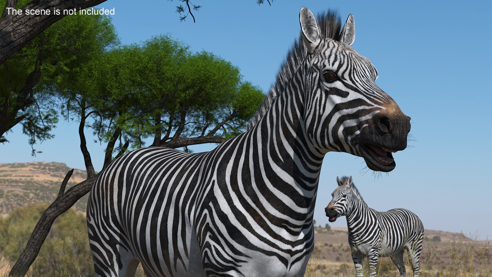 3D African Zebra Fur for Cinema 4D https://p.turbosquid.com/ts-thumb/L4/1Fcv95/NR/african_zebra_fur_004/jpg/1742871811/1920x1080/fit_q87/ac0a1359a7cb6713eb25bbb08160e07b50998f50/african_zebra_fur_004.jpg