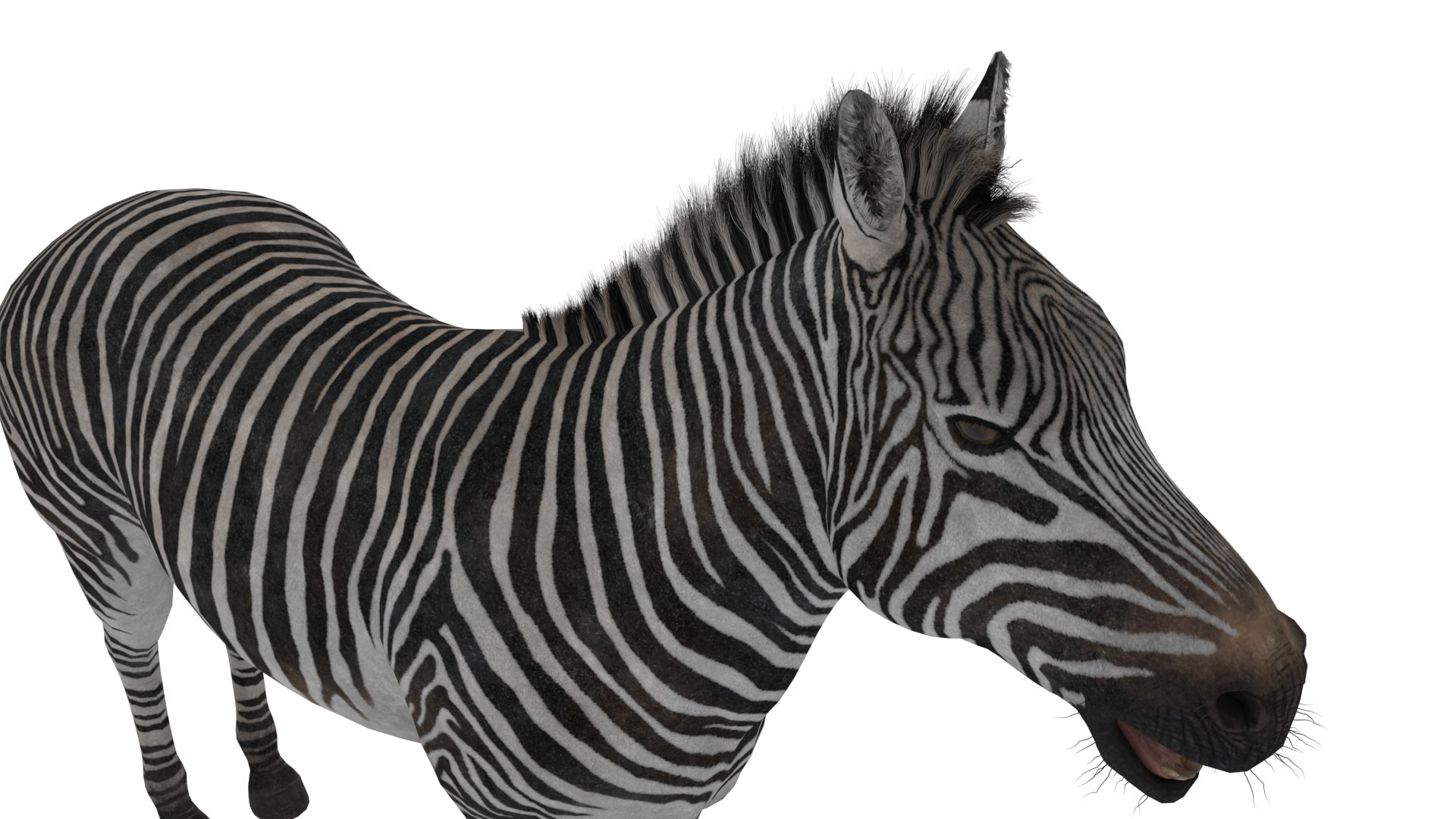 3D African Zebra Fur for Cinema 4D https://p.turbosquid.com/ts-thumb/L4/1Fcv95/Wo/african_zebra_fur_for_cinema_4d_hairfur_1002/jpg/1742871883/1920x1080/fit_q87/5c8455a3af23f81297c29cd40ba7fb21f62b4761/african_zebra_fur_for_cinema_4d_hairfur_1002.jpg