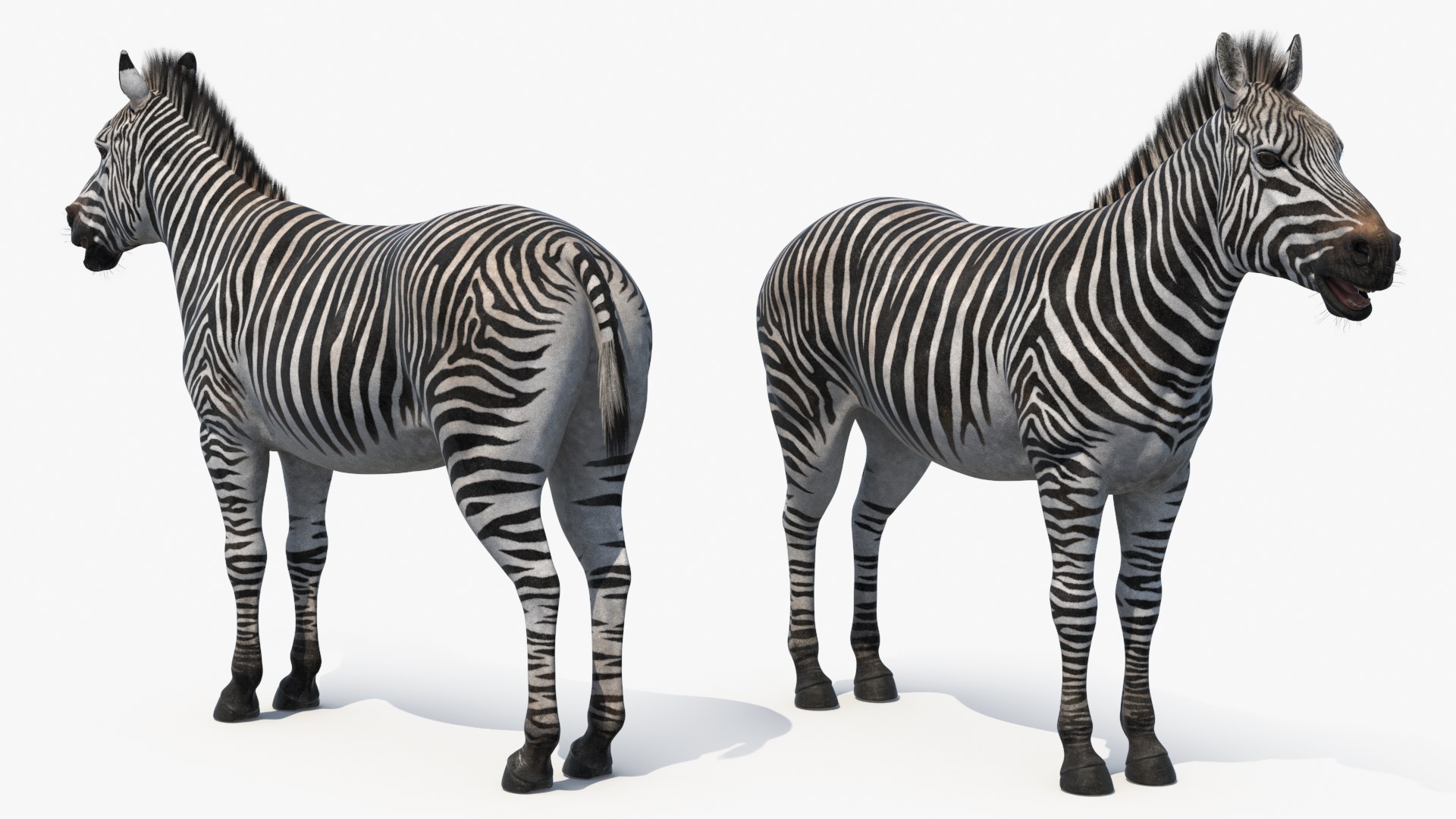 3D African Zebra Fur for Cinema 4D https://p.turbosquid.com/ts-thumb/L4/1Fcv95/xD/african_zebra_fur_010/jpg/1742871835/1920x1080/fit_q87/9ad71da04d49820fc2029d54961d63875a1ecbd5/african_zebra_fur_010.jpg