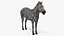 African Zebra Fur for Cinema 4D