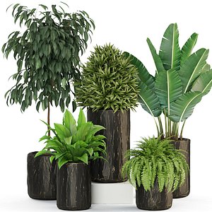 plants 3D