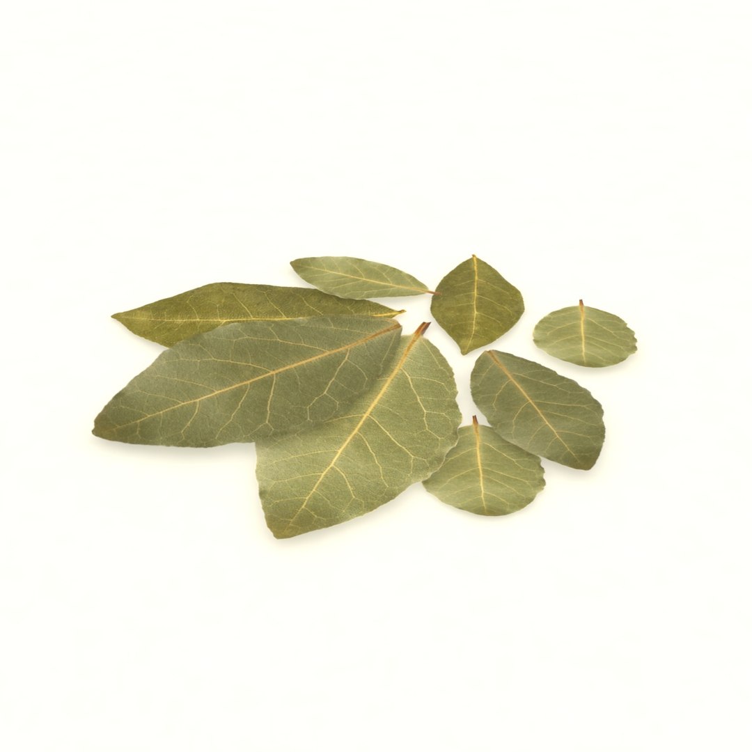 bay leaf 3D https://p.turbosquid.com/ts-thumb/L4/AwX3DQ/5uy9AUro/4/jpg/1587661842/1920x1080/fit_q87/36b3c15aefb33316cc6114597a5fe41fda418d27/4.jpg