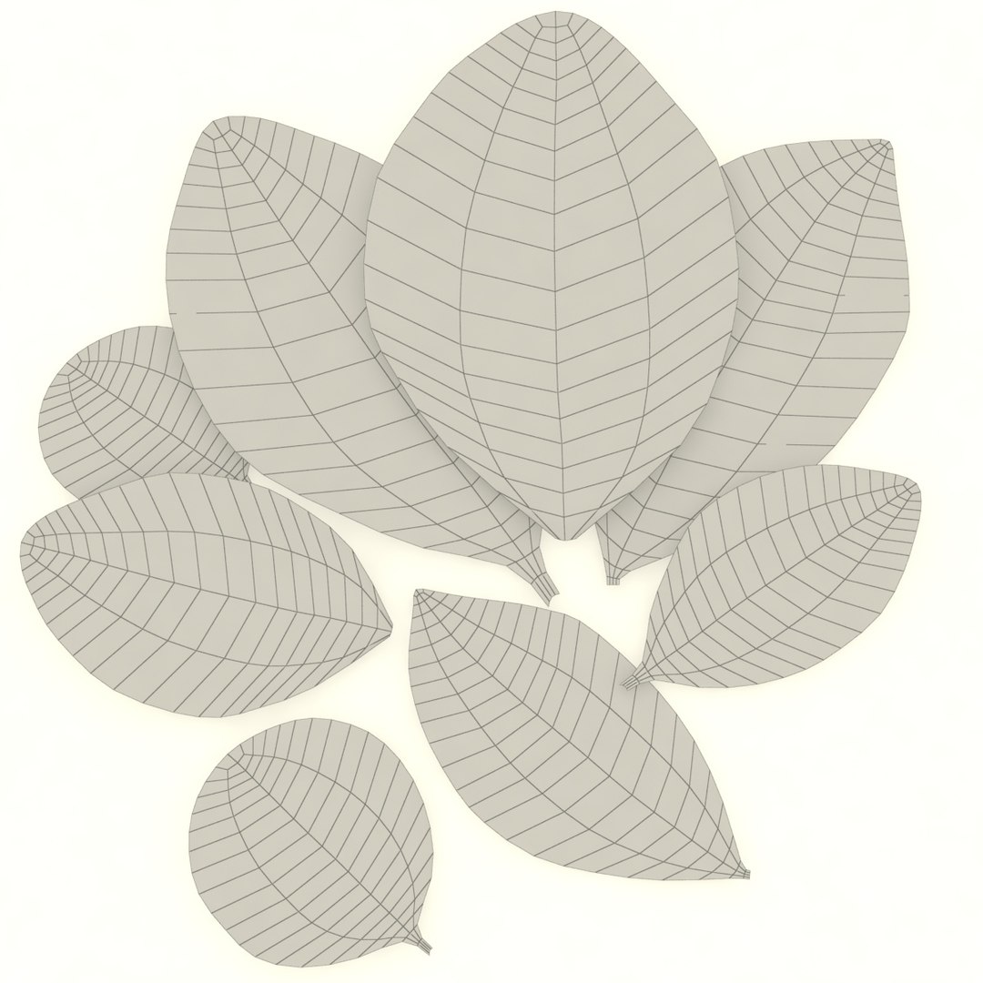 bay leaf 3D https://p.turbosquid.com/ts-thumb/L4/AwX3DQ/9tLr1JIv/7/jpg/1587662419/1920x1080/fit_q87/2607b474f67aaf132b89fb8b07d16a02afa282b5/7.jpg