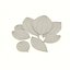 Bay leaf